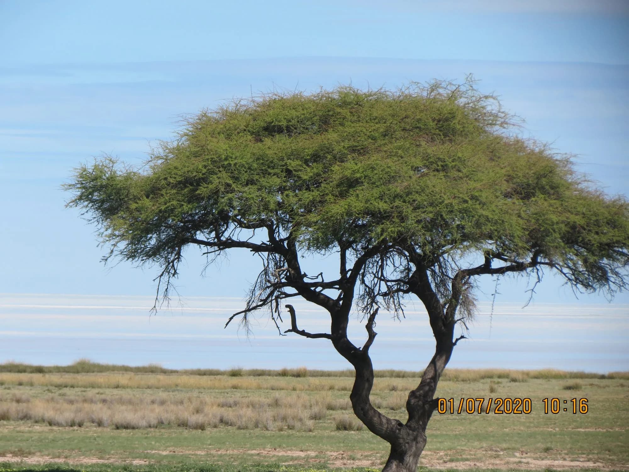 Lone acacia tree in the Namibian savanna